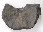 Planohybodus grossiconus cartilage Fossile du jurassique Boulonnais